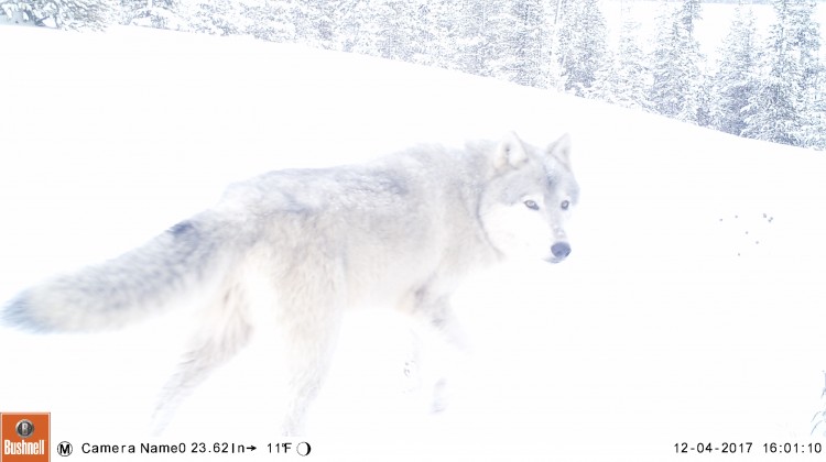 Yellowstone Wolf