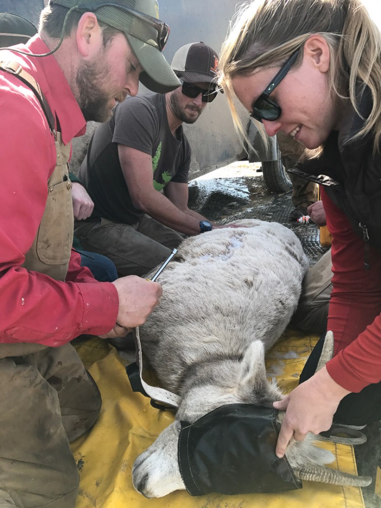 Ecotour Adventures Naturalists assist with bighorn sheep research.
