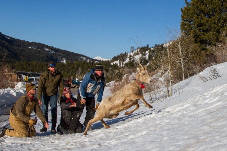 Researchers release a bighorn ewe in the Gros Ventre Mountains near Jackson Hole.