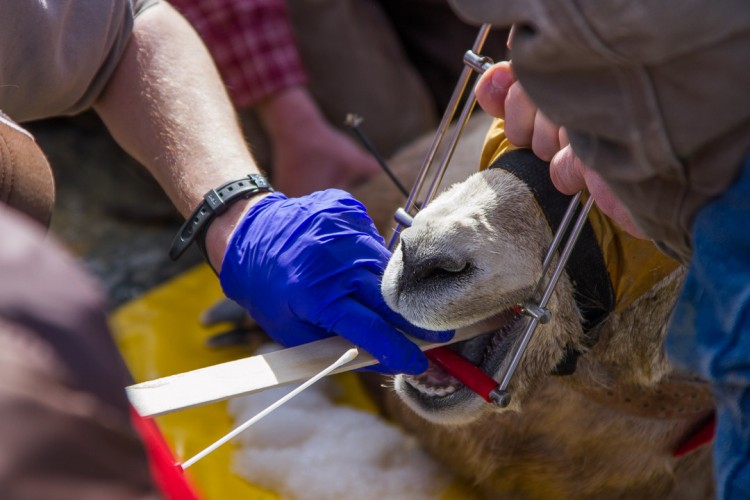 University of Wyoming researchers swab a bighorn ewe for pathogens.
