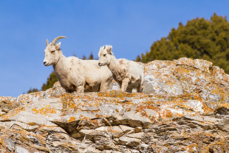 Bighorn ewe and lamb on the National Elk Refuge near Jackson, WY