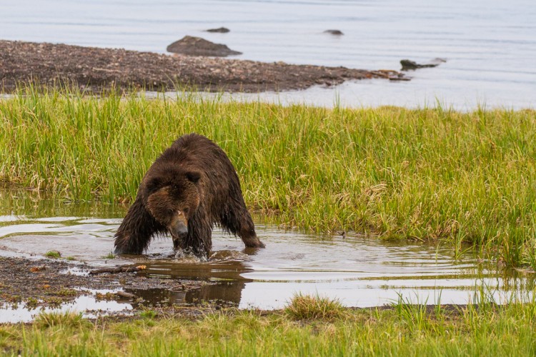 Yellowstone Grizzly Bear