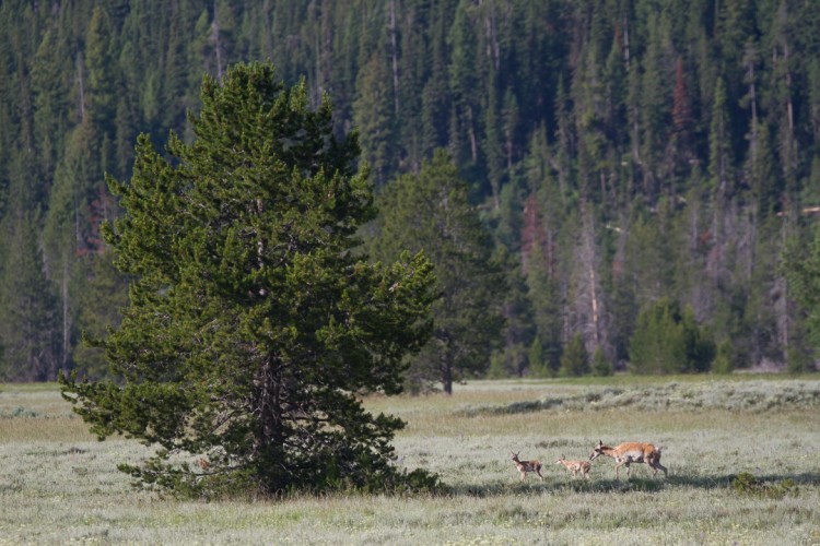 Pronghorn with two fawns in Grand Teton National Park