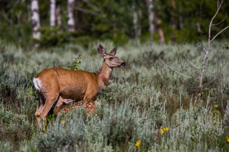 Mule Deer Doe and Fawns in Grand Teton National Park