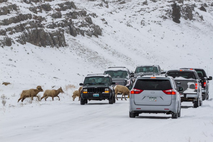 Bighorn Sheep, National Elk Refuge, Jackson Hole, Grand Teton National Park