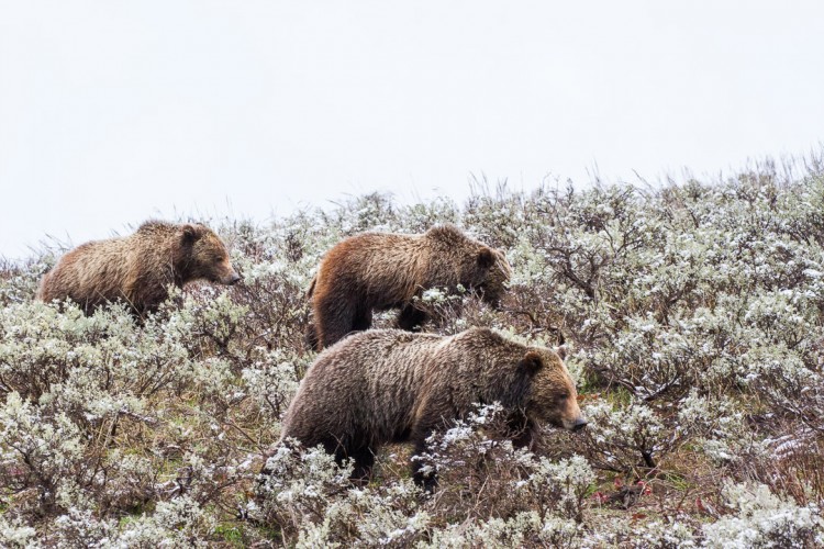 Grizzly 610 and cubs, Grand Teton National Park, April 2017