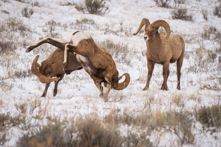 Bighorn Sheep, Grand Teton National Park, Jackson Hole, National Elk Refuge.