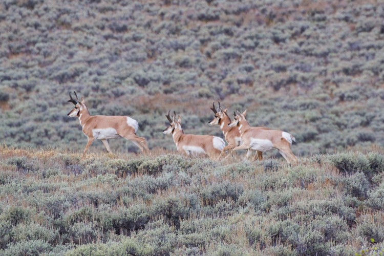 Pronghorn in Wyoming