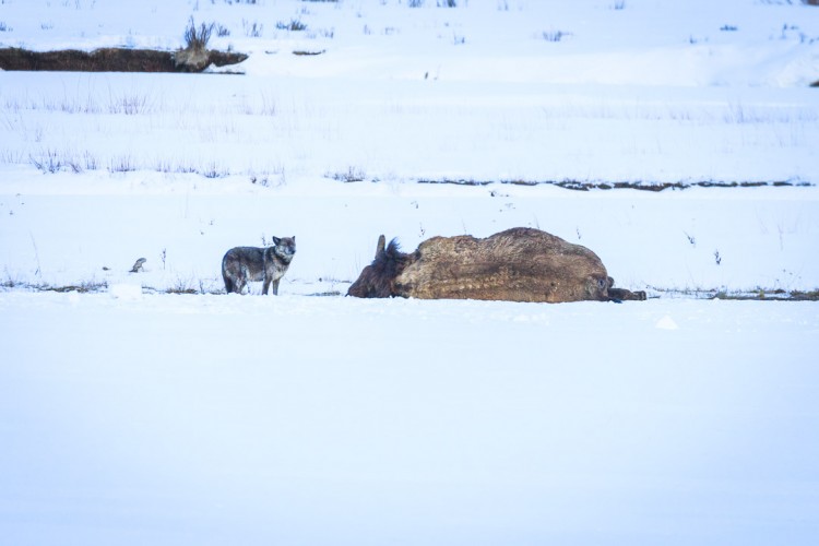 Wolf 926F with a bison carcass