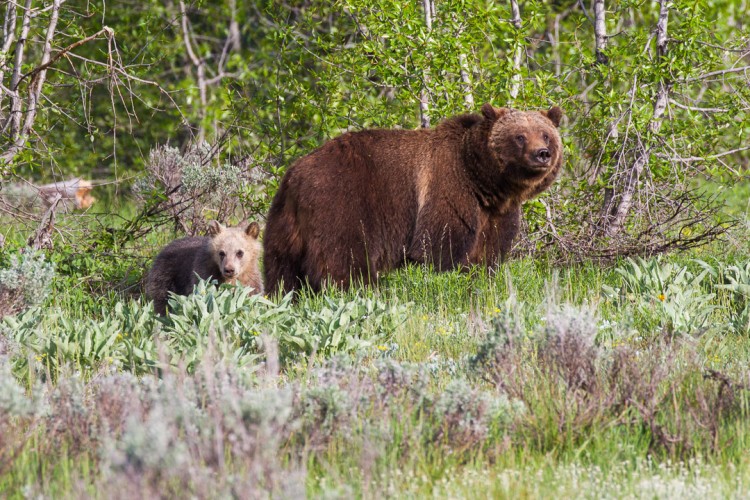 Grizzly bear with cub, Grand Teton National Park