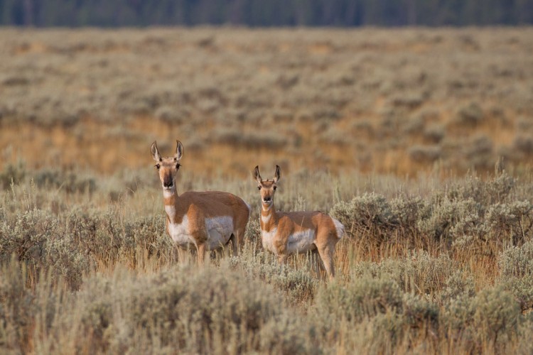 Grand Teton National Park Pronghorn Antelope