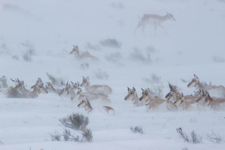 Pronghorn Antelope brace against winter snows in the National Elk Refuge just minutes from Jackson, WY.