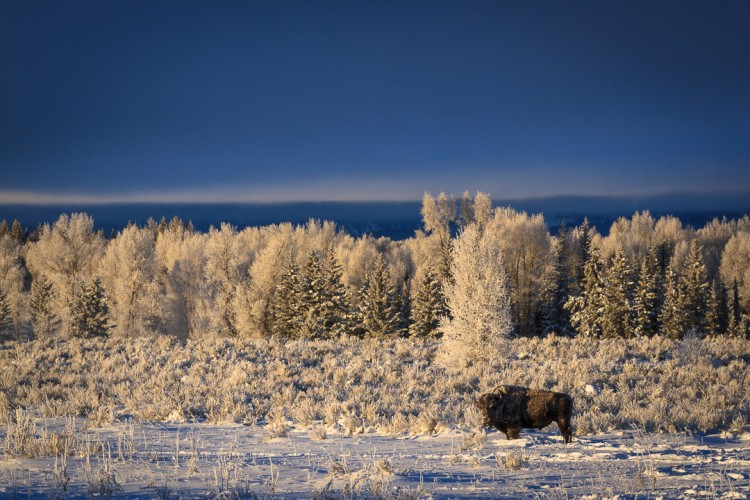 Bison in Grand Teton National Park on safari with Jackson Hole Ecotour Adventures