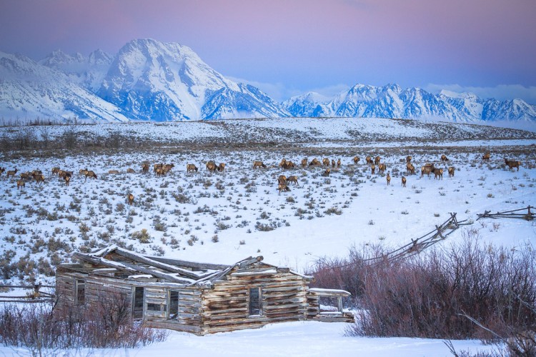 Elk Sunrise in Grand Teton National Park on safari with Jackson Hole Ecotour Adventures