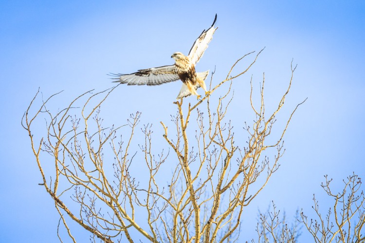 Rough-Legged Hawk in Grand Teton National Park on safari with Jackson Hole Ecotour Adventures