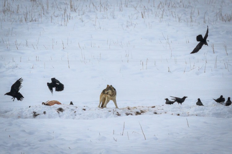 Wolf in Yellowstone National Park