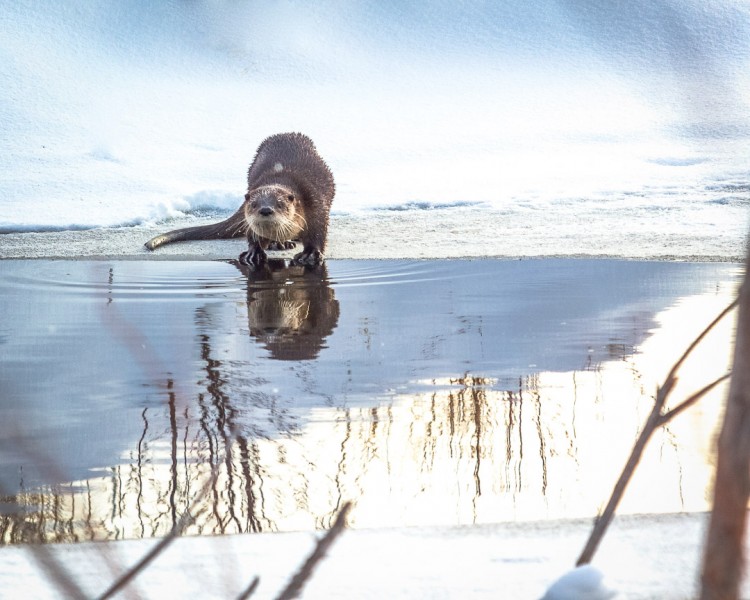 Otter in Grand Teton National Park on safari with Jackson Hole Ecotour Adventures