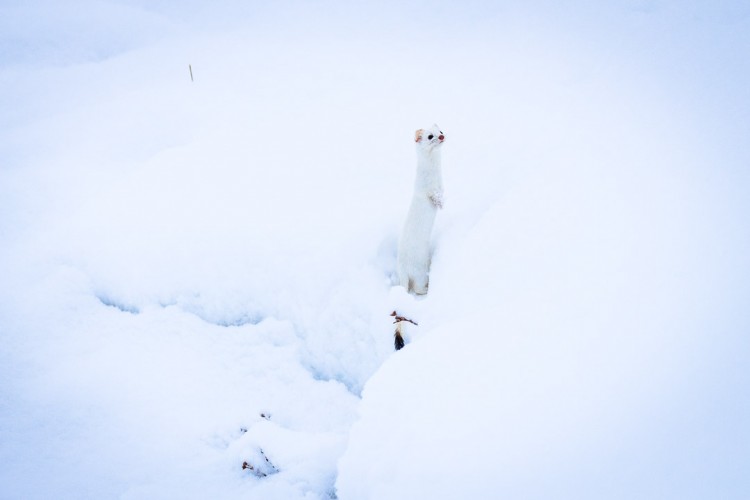 Ermine or Weasel in Yellowstone National Park on safari with Jackson Hole Ecotour Adventures