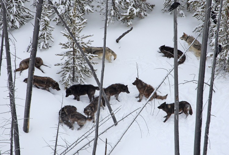 Yellowstone Wolves