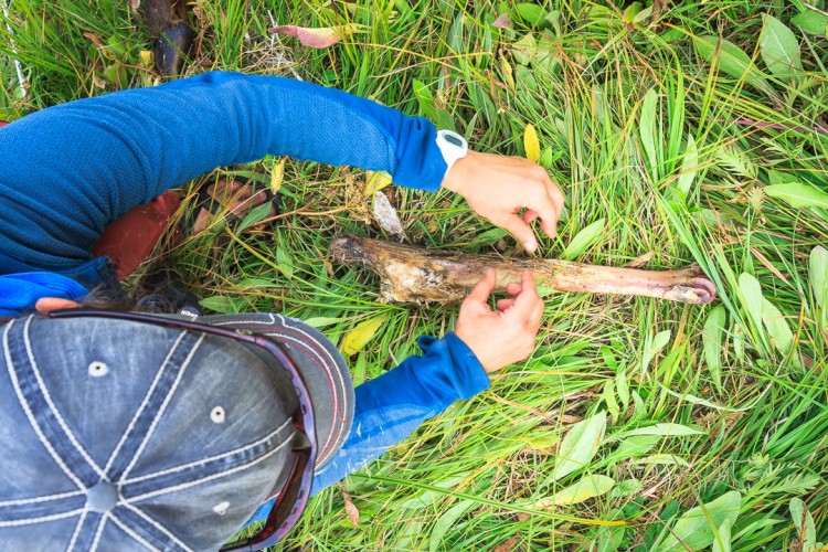 Collecting Elk bone in Yellowstone National Park