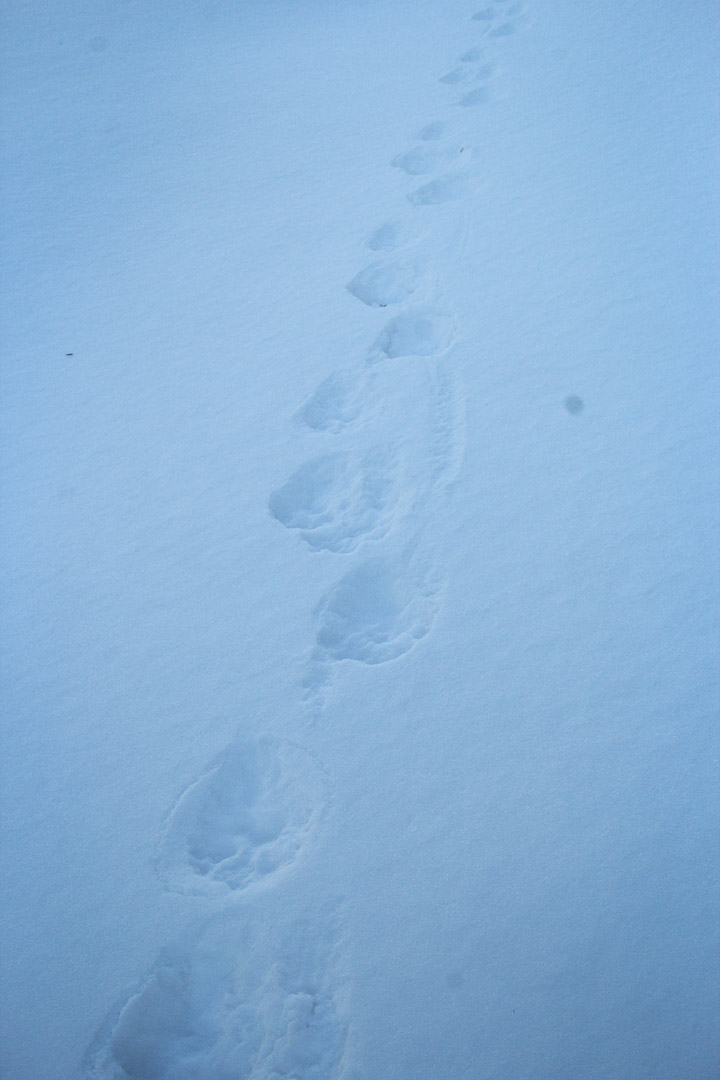 Wolverine Tracks in Grand Teton National Park.