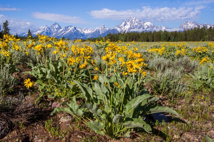 Arrowleaf Balsamroot blooms in Grand Teton National Park. Photo: Josh Metten