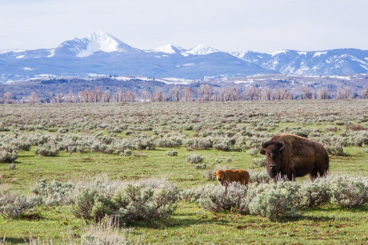 Bison Calf in Grand Teton National Park