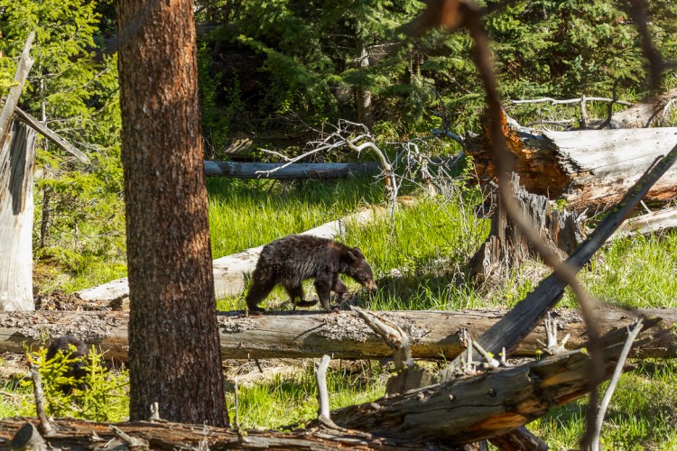 Yellowstone Black Bear