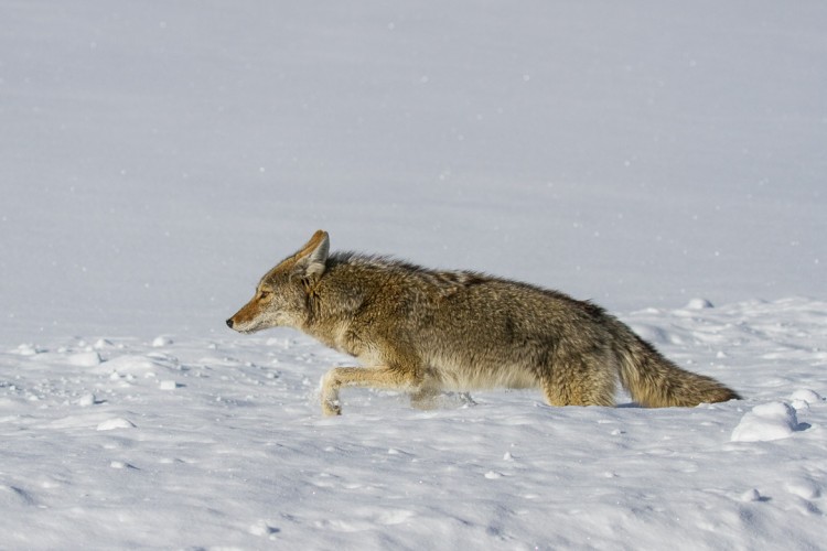 Jackson Hole Ecotour Wildlife Adventures Jackson Hole