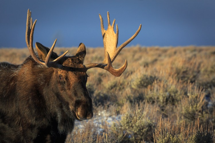 Moose in Grand Teton National Park
