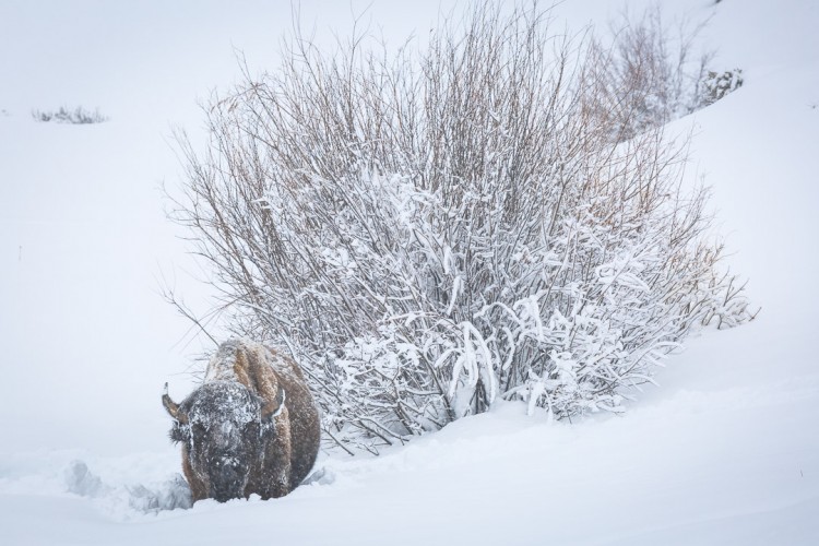 Bison in Yellowstone National Park