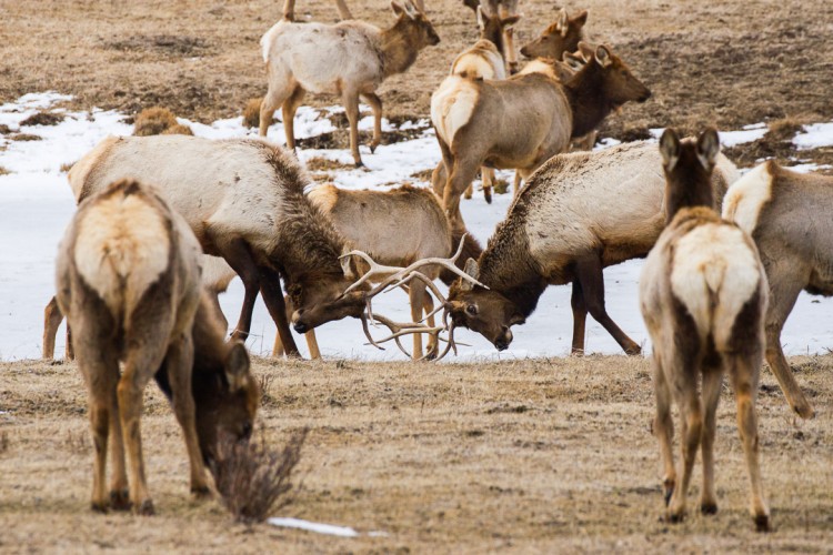 Bull elk spar on the National Elk Refuge