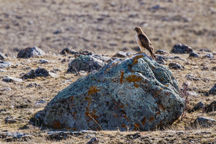 Red-tailed hawks have returned to Jackson Hole.