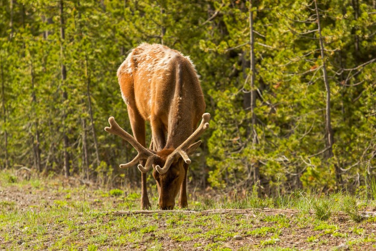 bull elk in velvet