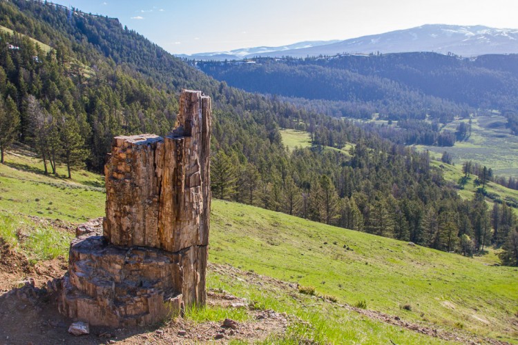 Petrified Tree in Yellowstone National Park