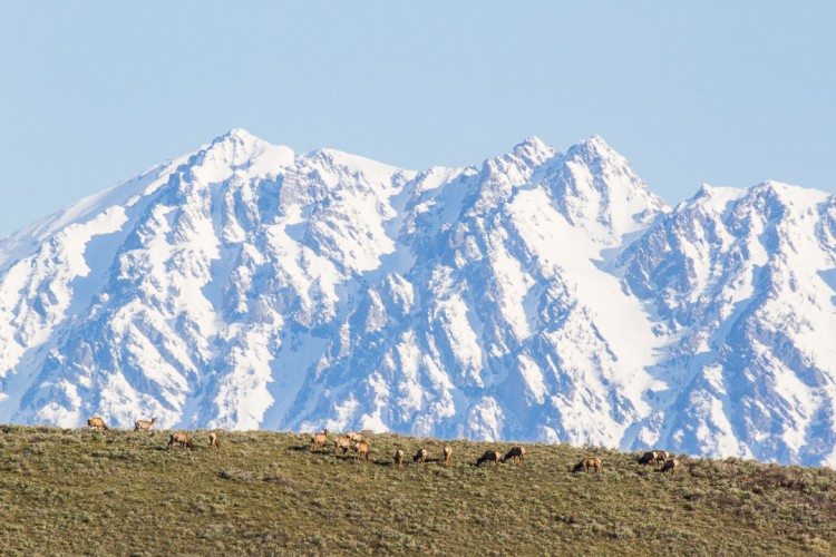 Elk in Grand Teton National Park.