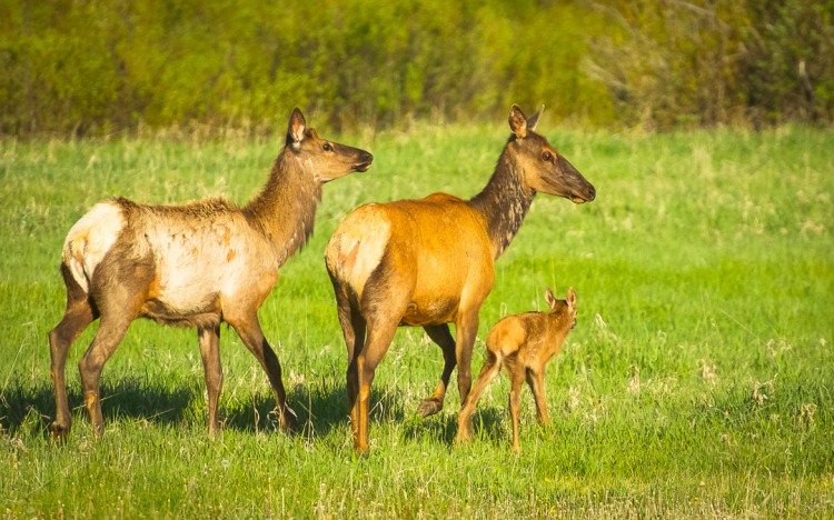 Elk Cow and Calf in Grand Teton National Park