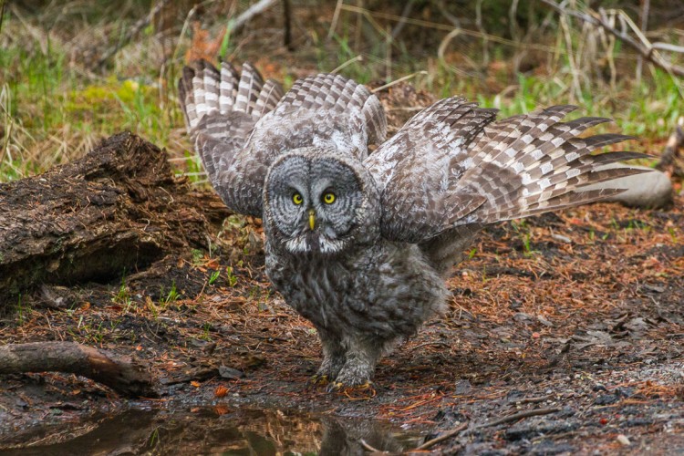 Great Gray Owl in Grand Teton National Park. Photo: Josh Metten