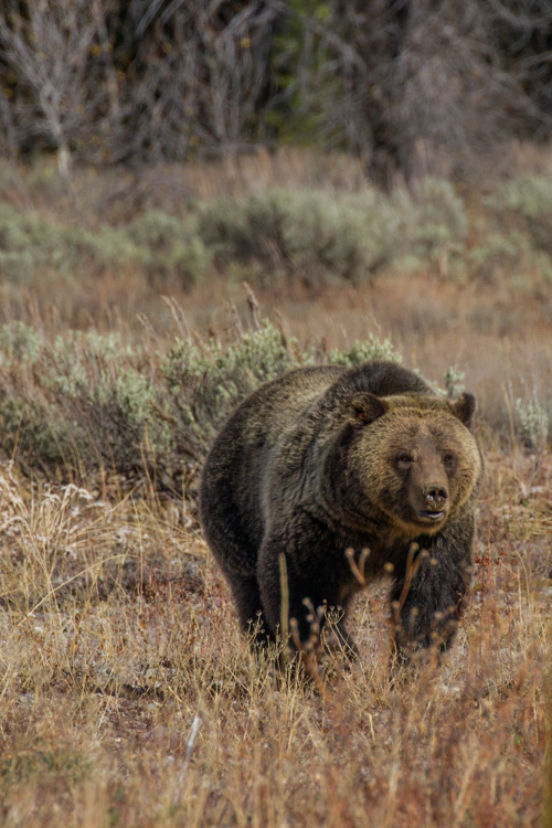 Grizzly in northern Grand Teton National Park.