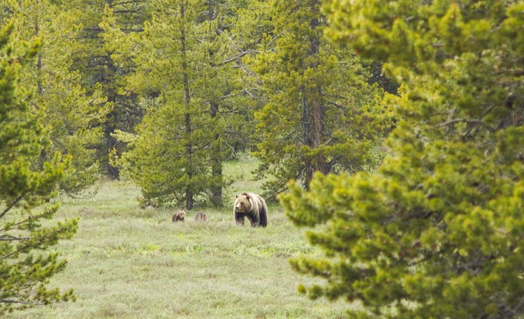 Grizzly Bear and Cubs, Grand Teton National Park.