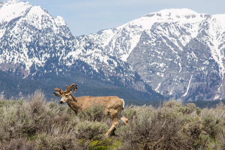 Velvet Mule Deer, Grand Teton National Park