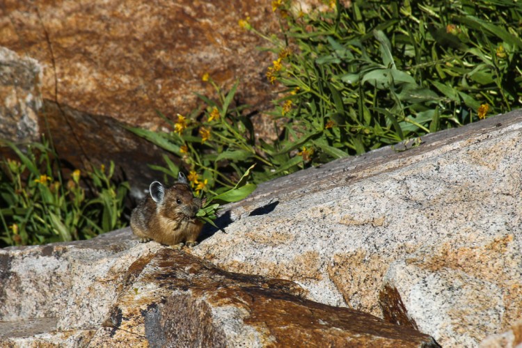 Pika in Grand Teton National Park