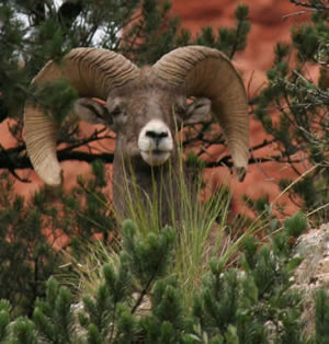 Bighorn Sheep
