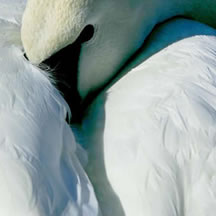 Trupeter Swan