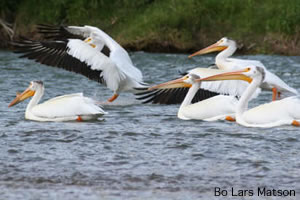 Great White Pelicans