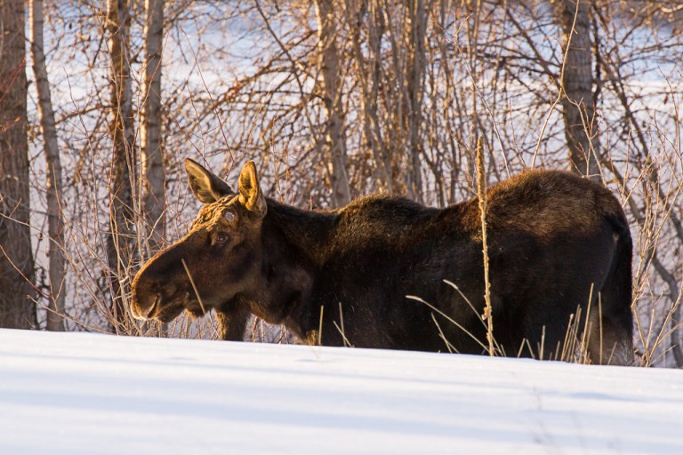 Bull Moose