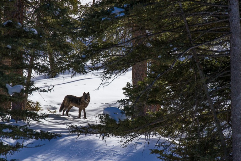 This is 993, a maile from the Lamar Canyon Pack in Yellowstone National Park