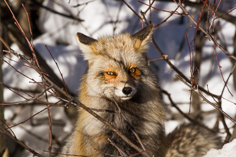 Red Fox