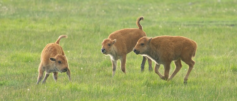 bison romping