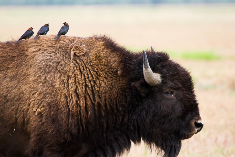 Bison, Cowbird, Grand Teton National Park, Yellowstone National Park Cowbirds ride a bison in Grand Teton National Park. Photo: Josh Metten